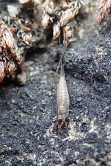 Machilinus aurantiacus