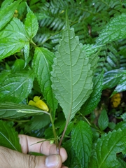 Impatiens tayemonii