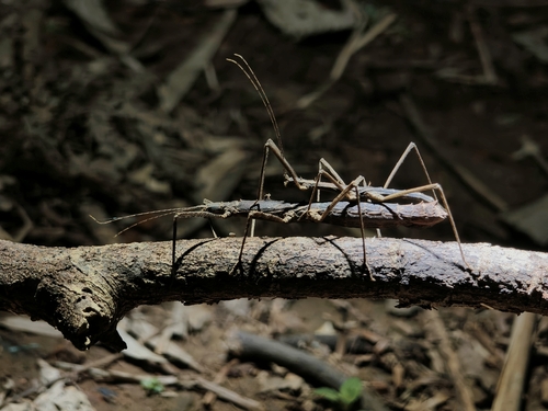 Neohirasea hongkongensis