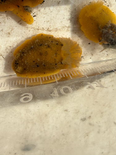 Monterey Dorid