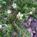 Lycium tenuispinosum - Photo (c) Anibal Prina, algunos derechos reservados (CC BY-NC), subido por Anibal Prina