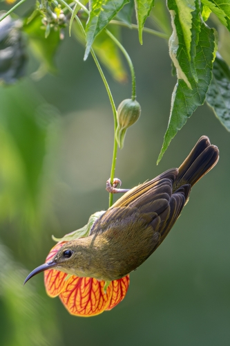 Fork-tailed Sunbird