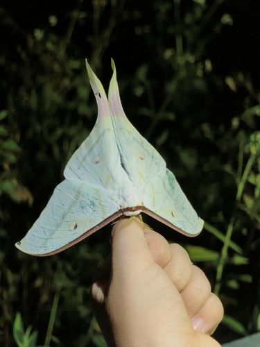 Chinese Moon Moth