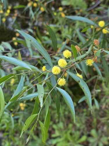 Acacia verniciflua observed 2026-10-06