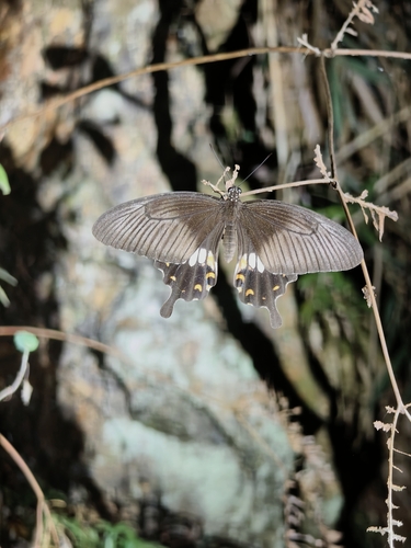 Common Mormon Swallowtail