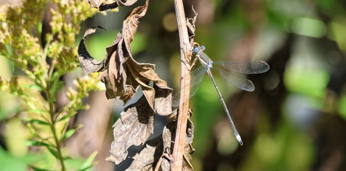 Great Spreadwing