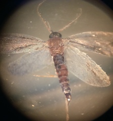 Lepidoptera