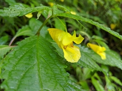 Impatiens tayemonii