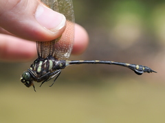 Ictinogomphus decoratus