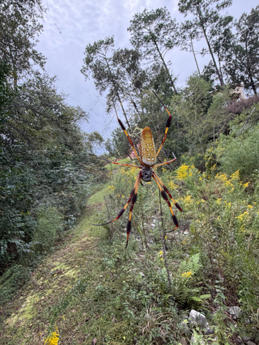 Golden Silk Spider