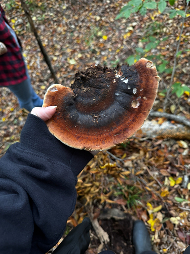 Resinous Polypore