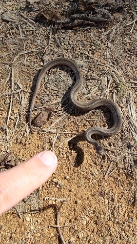 DeKay's Brownsnake