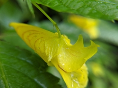 Impatiens tayemonii