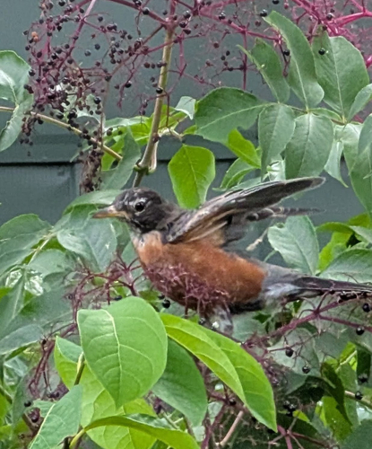 American Robin