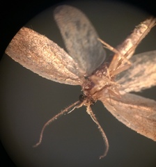 Lepidoptera