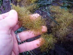 Odonthalia floccosa