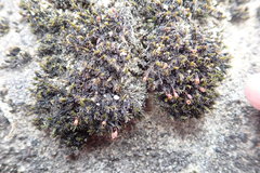 Grimmia ovalis
