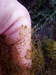 Odonthalia floccosa