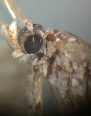 Lepidoptera