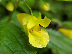 Impatiens tayemonii