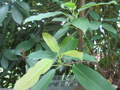 Ficus subpisocarpa