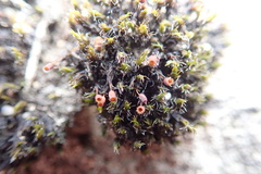 Grimmia ovalis
