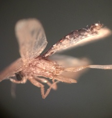 Lepidoptera