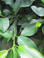 Ficus microcarpa