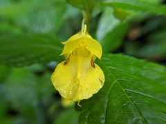 Impatiens tayemonii