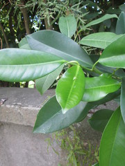 Ficus microcarpa