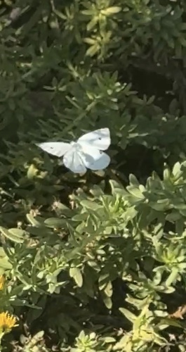 Small White