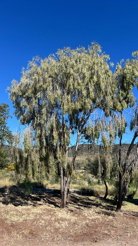 Acacia pendula, 2026-10-06