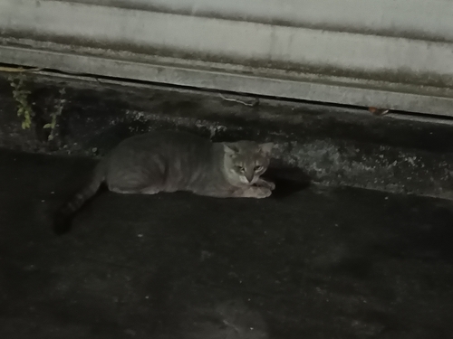 Domestic Cat