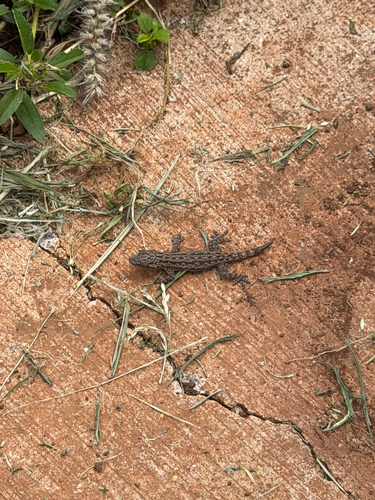 Hemidactylus frenatus observed 2026-10-05