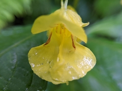 Impatiens tayemonii