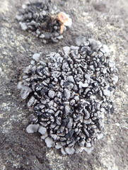 Dermatocarpon leptophyllodes