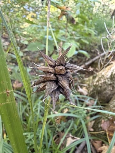 Gray's sedge