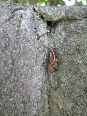Helicorthomorpha