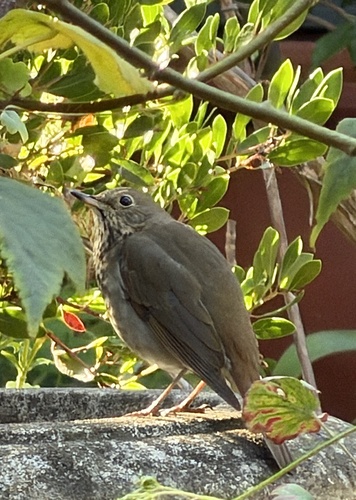 Hermit Thrush