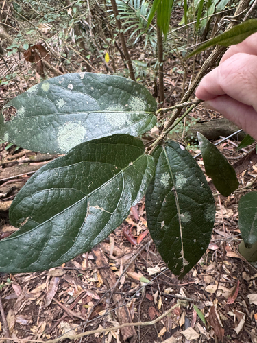 Aristolochia praevenosa, 2026-09-30