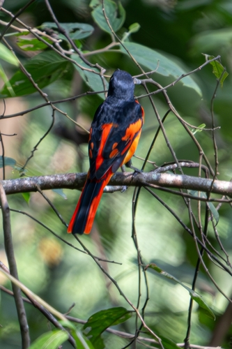 Scarlet Minivet