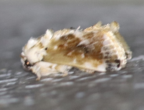 Belippa ochreata