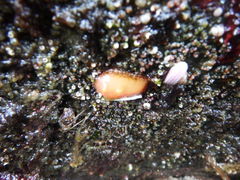 Cnemidocarpa finmarkiensis