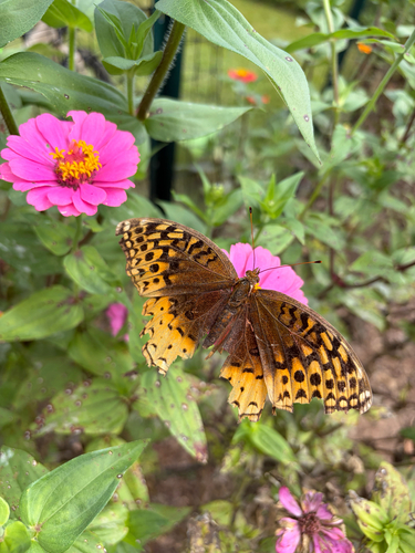 Great Spangled Fritillary
