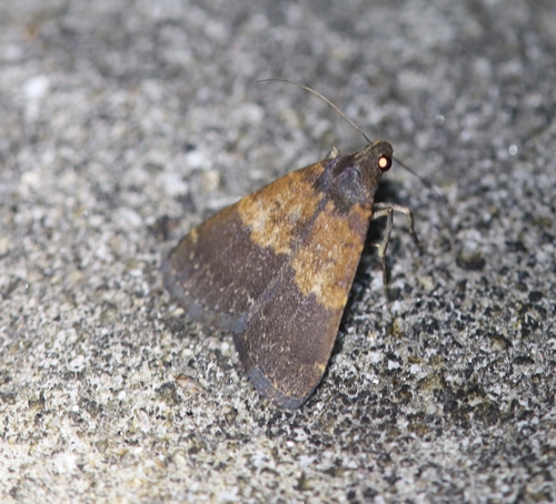 Hydrillodes lentalis