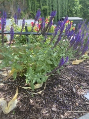 Salvia
