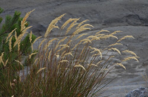 Achnatherum calamagrostis