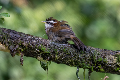 Streak-breasted Scimitar-Babbler