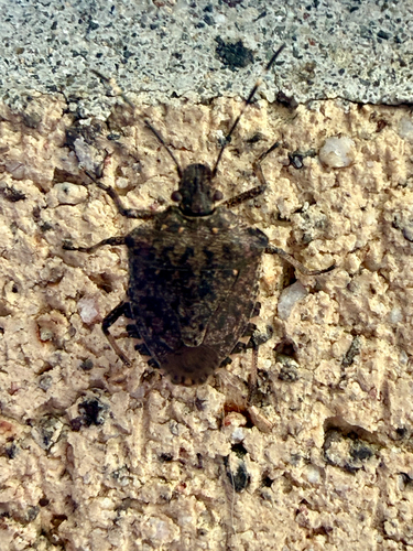 Brown Marmorated Stink Bug