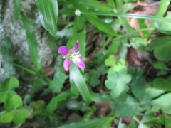 Oxalis debilis